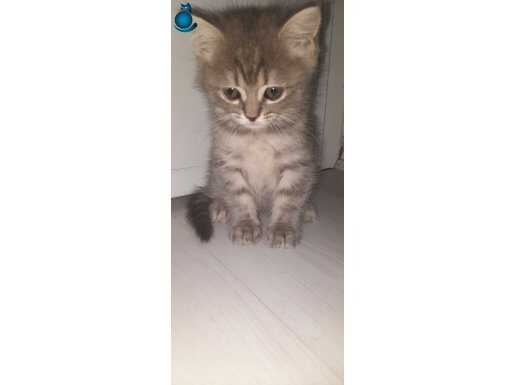 2 British 2 Scottish yavru kedi