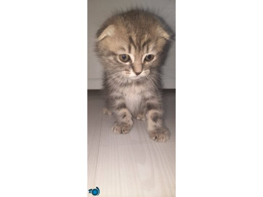 Anne British Blue Point baba Scottish Fold. Dört yavru kedi