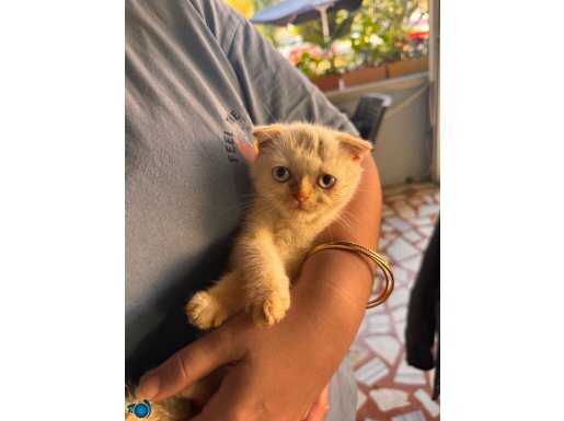 BEYAZ RENK MAVİ GÖZ KULAK VE KUYRUK SARI ( A KALİTE)
