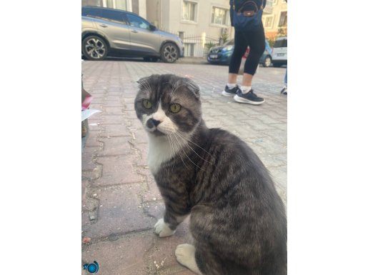 bu assırı tatlı kediyi kim sahiplenmek ister