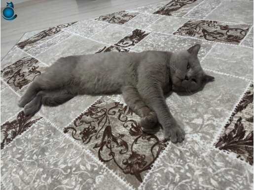 Yetişkin erkek british kedi 