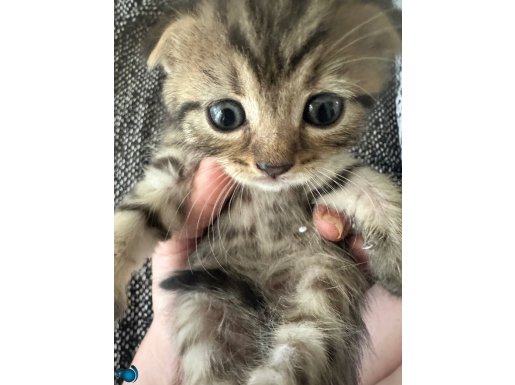 Kedilerim 40 günlük oldular 