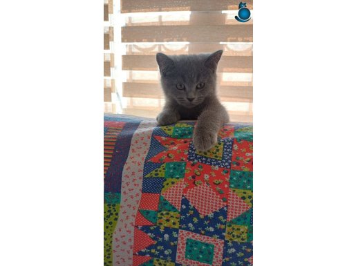 SAFKAN BRITISH YAVRULAR