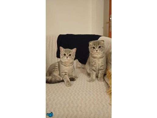 Safkan Eğitimli, Aşıları tam yavrular