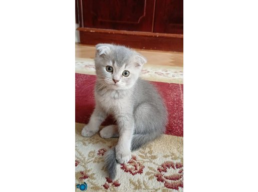 Safkan british-scotish yavrular. 