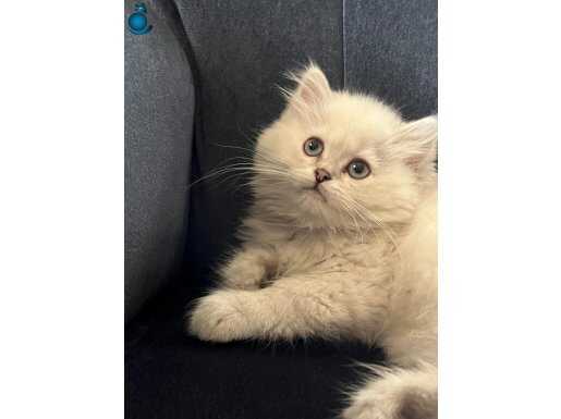 Yeni Ailesine gitmeyi bekliyor British loangair dişi 2 aylık