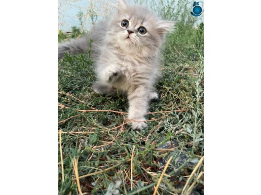 MİNİK YAVRULARIMIZ YUVA ARIYOR