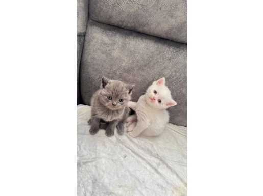 Evine Huzur ve Neşe Getirmek İsteyenlere