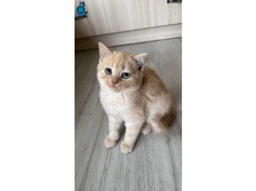  YAVRU YENİ EVİNİ ARIYOR