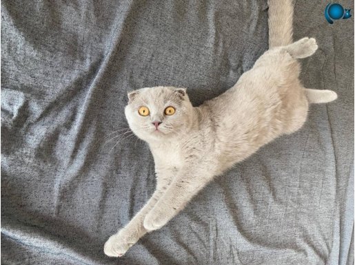 LİLAC RENGİ 5 Aylık scatish fold dişi 