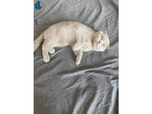 Scotis fold dişi 4,5 aylık uysal 