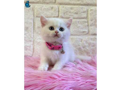 2 aylık dişi British Shorthair( tuvalet eğitimi var)