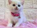 2 aylık dişi British Shorthair( tuvalet eğitimi var)