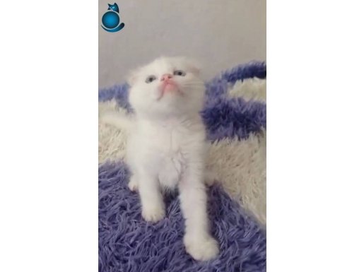 Kedi
