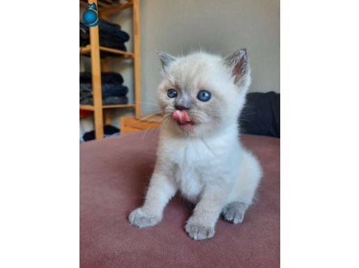 DÜNYA TATLISI SCOTTISH FOLD VE BRITISH YAVRULAR