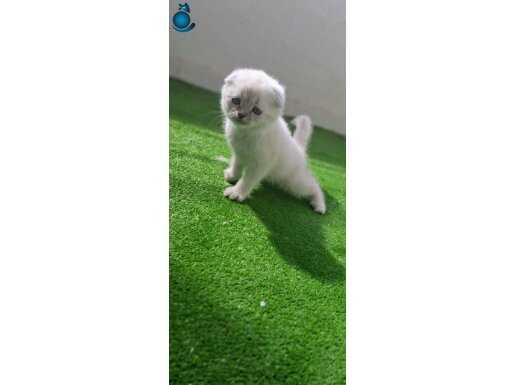 3 kedi Yavrumuz 1.5 aylık