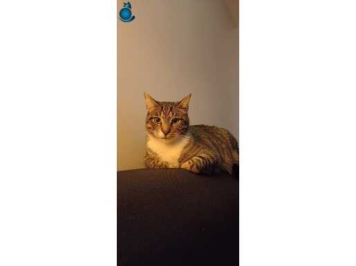 Canım gibi baktığım kedime yuva arıyorum