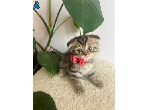 ÇOK UYGUNA ACİL SAHİPLENDİRME