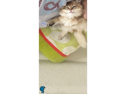 Dünya tatlısı bebek uygun fiyata verilecektir
