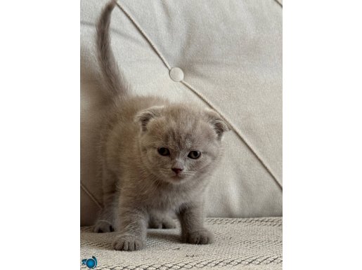 40 günlük Scottish Fold