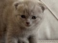 40 günlük Scottish Fold