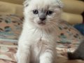 40 Günlük Scottish fold