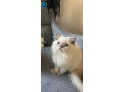 Pofuduk, uysal, oyuncu kedilerim 