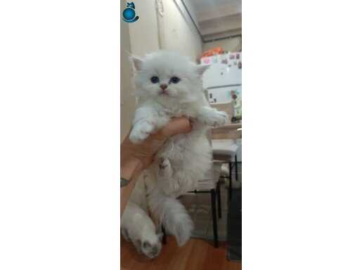 Scottish long hair yavrular