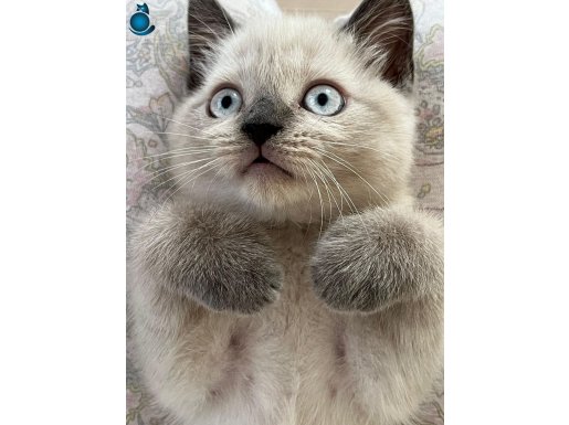 KEDİMİ SAHİPLENDİRMEK İSTİYORUM