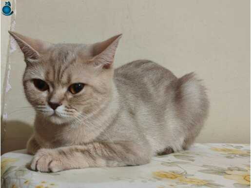 British shorthair ücretsiz temiz