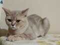 British shorthair ücretsiz temiz
