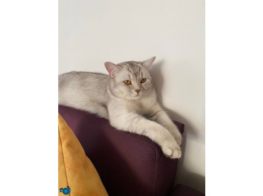 Sahiplendirme 1 yaşına bir bey