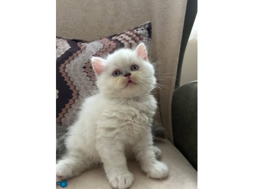 British Shorthair 2 aylık erkek yavru
