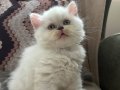 British Shorthair 2 aylık erkek yavru