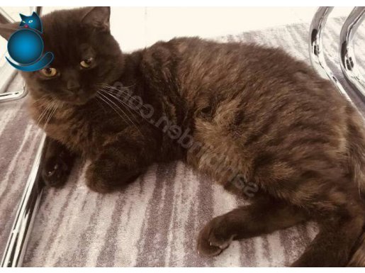 1 yaşında erkek (kısır değil)