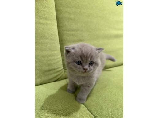 British shorthair yavrular 
