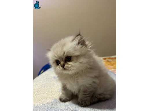 British longhair yavrumuz