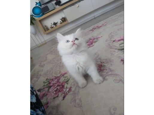 Minnoşlara yuva