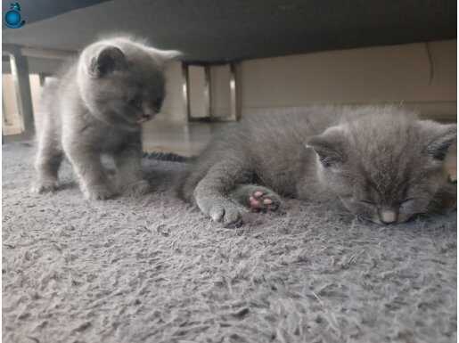 British shorthair yavrularımız yuvalarını bekliyor