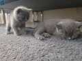 British shorthair yavrularımız yuvalarını bekliyor