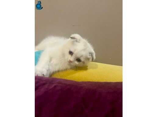 Sahibinden sevimli kedi yavruları