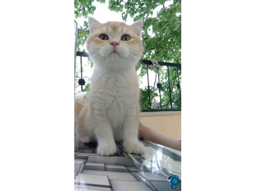 British çok tatlı oglumuz