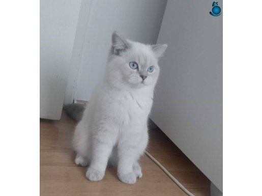 5 aylık dişi british shorthair 