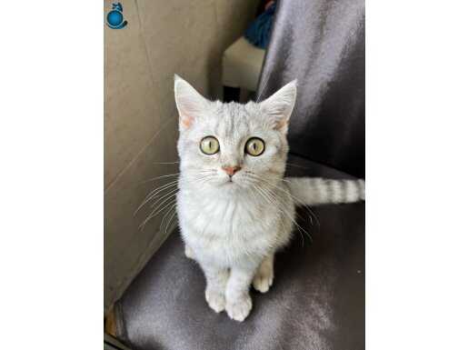 Anne sütü ile büyümüş yavru 