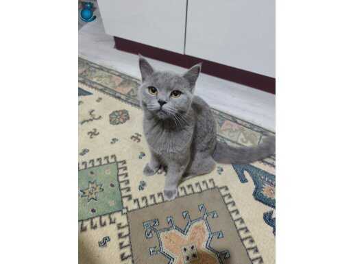 Çok akıllı, 7 aylık, oyuncu kedi