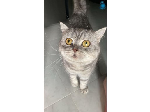 British shorthair yavrumuza yeni yuva arıyoruz