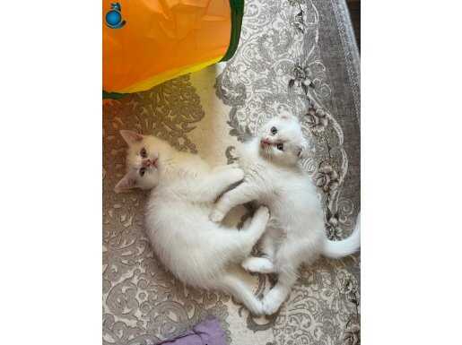 BEYAZ MAVİ GÖZ YAVRULAR 