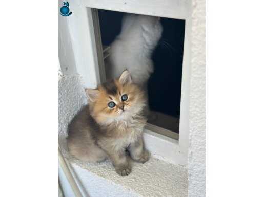 Golden British shorthair kediler sahibini bekliyor