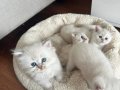 Biz 4 kardeşten birini ister misiniz ?