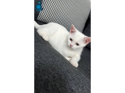 Scothis Beyaz Erkek Yavru